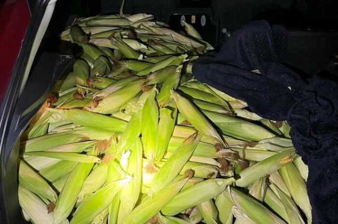 У Німеччині трьох українців підозрюють у крадіжці до 300 кг кукурудзи
